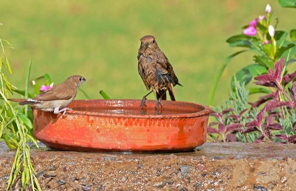 “हैंडीहोप पक्षी (Birds) मित्र कार्यक्रम”